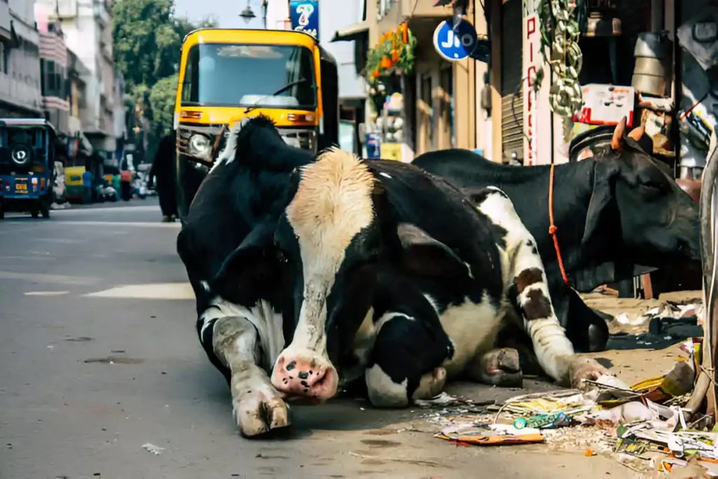 street cow welfare